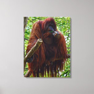 Orangutan - Fullt Canvastryck