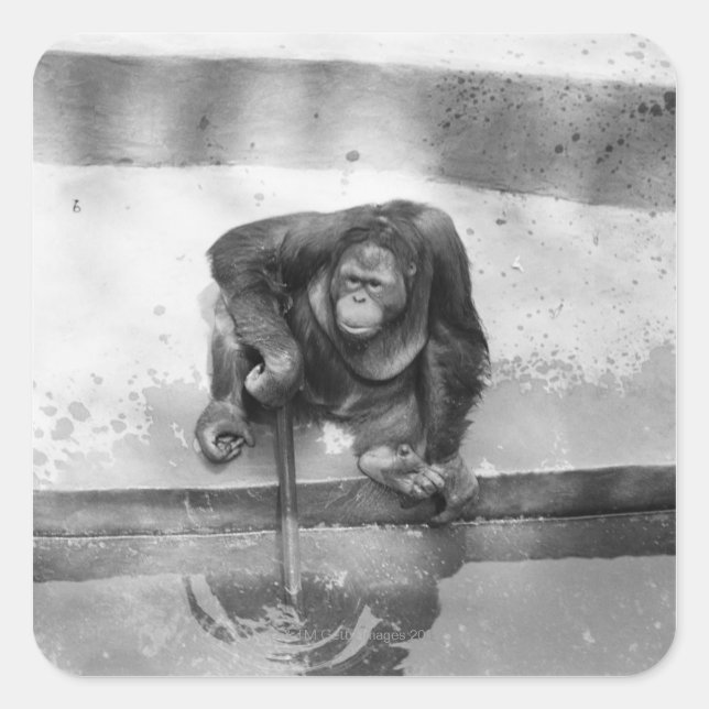 Orangutan Fyrkantigt Klistermärke (Framsida)