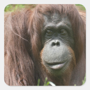 Orangutan Fyrkantigt Klistermärke