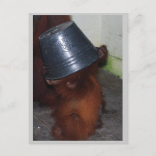 Orangutan Gömmer och Seek Vykort