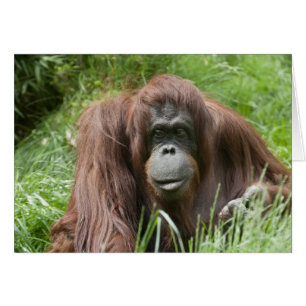 Orangutan Hälsningskort
