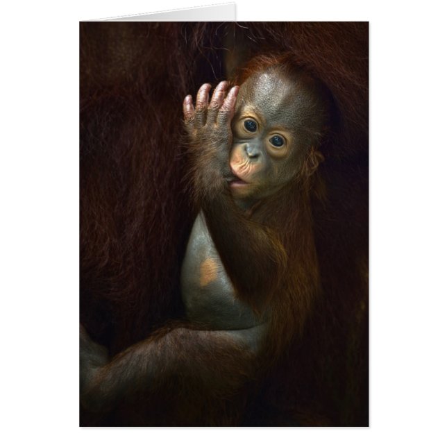 Orangutan Hälsningskort (Framsidan)