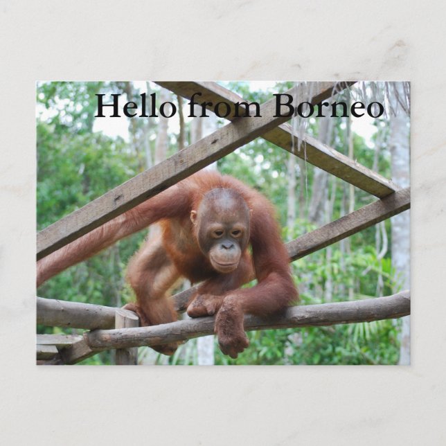 Orangutan Handyman Borneo Vykort (Framsida)