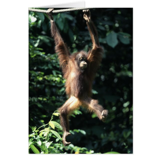 Orangutan i Borneo Hälsningskort (Framsidan)