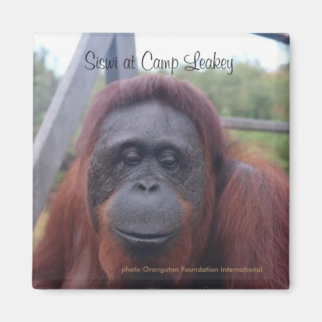 Orangutan i Camp Leakey, Kalimantan Borneo Magnet (Framsidan)
