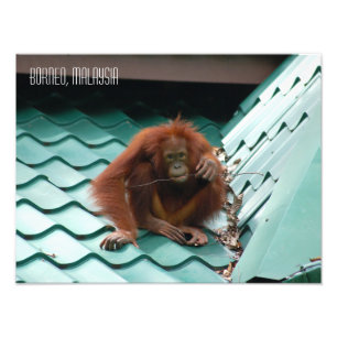 Orangutan i Sabah Borneo Djungel Fototryck