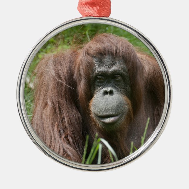 Orangutan Julgransprydnad Metall (Framsidan)