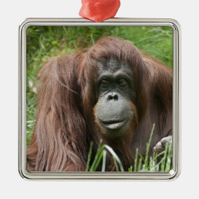 Orangutan Julgransprydnad Metall (Framsidan)