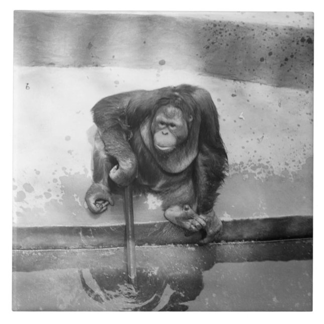 Orangutan Kakelplatta (Framsidan)