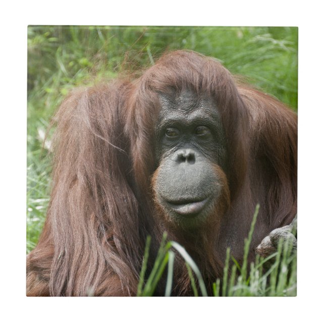 Orangutan Kakelplatta (Framsidan)