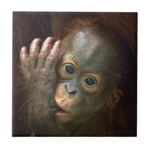 Orangutan Kakelplatta