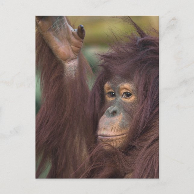 Orangutan Kayan Jigszawa Vykort (Framsida)