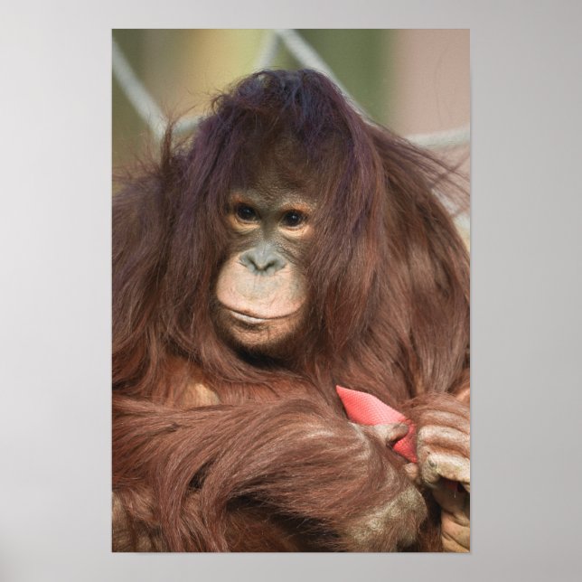 Orangutan Kayan Poster (Framsidan)
