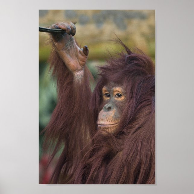 Orangutan Kayan Poster (Framsidan)