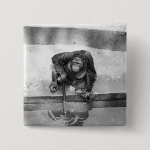 Orangutan Knapp