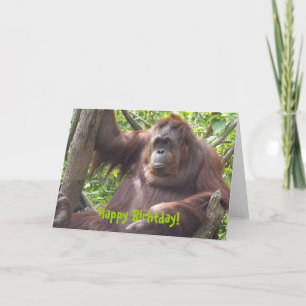 Orangutan Lycklig Birhtday! Kort