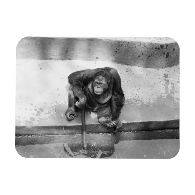 Orangutan Magnet (Horisontell)