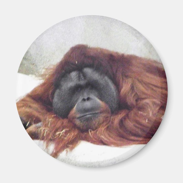 Orangutan Magnet (Framsidan)