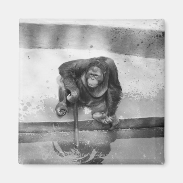 Orangutan Magnet (Framsidan)