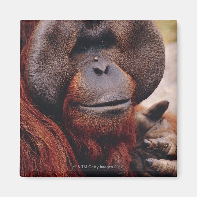 Orangutan Magnet (Framsidan)
