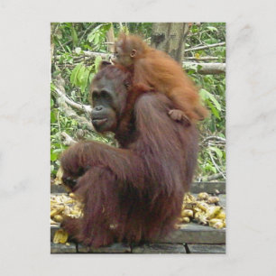 Orangutan Mamma & Baby Vykort