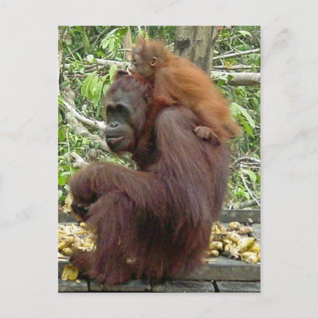 Orangutan Mamma & Baby Vykort (Framsida)