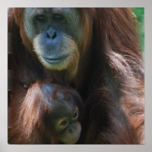 Orangutan med Baby Poster