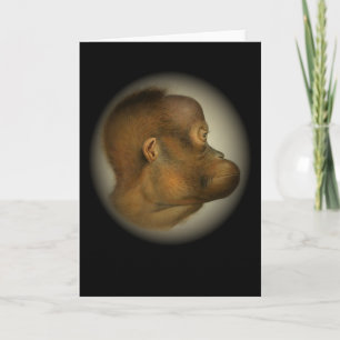 Orangutan Monkey Ansikte Vild Rainforest Primate A Kort