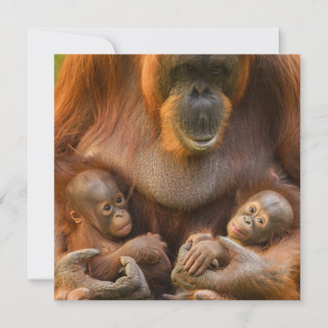 Orangutan Mor Holding Two Spädbarn (Framsida)