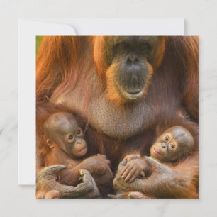 Orangutan Mor Holding Two Spädbarn