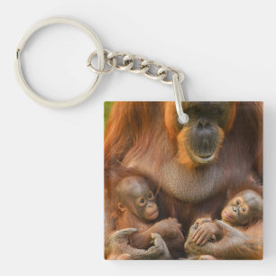 Orangutan Mor Holding Two Spädbarn