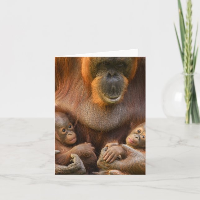 Orangutan Mor Holding Two Spädbarn Anteckningskort (Framsida)