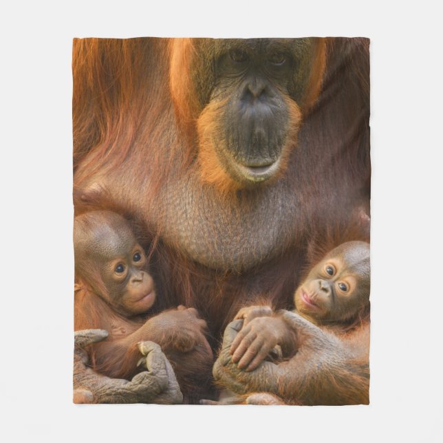 Orangutan Mor Holding Two Spädbarn Fleecefilt (Framsidan)