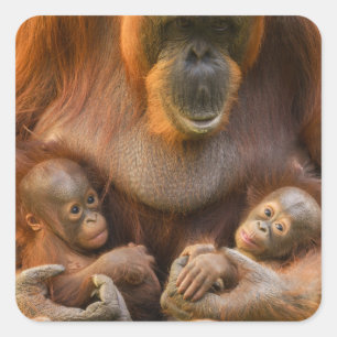 Orangutan Mor Holding Two Spädbarn Fyrkantigt Klistermärke