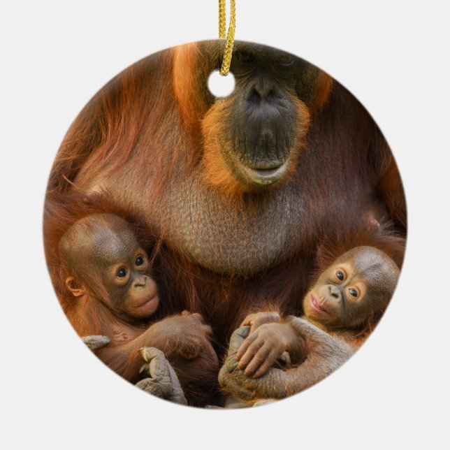 Orangutan Mor Holding Two Spädbarn Julgransprydnad Keramik (Framsidan)