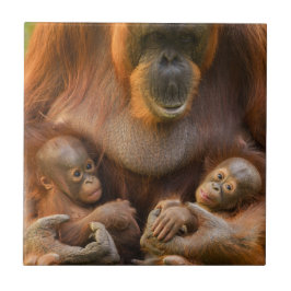 Orangutan Mor Holding Two Spädbarn Kakelplatta