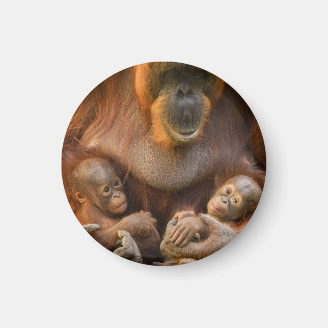 Orangutan Mor Holding Two Spädbarn Magnet (Framsidan)