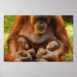 Orangutan Mor Holding Two Spädbarn Poster