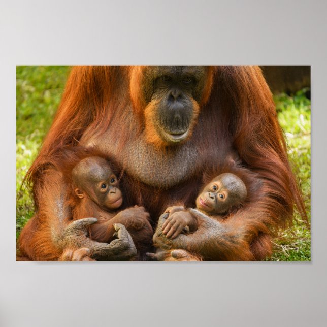 Orangutan Mor Holding Two Spädbarn Poster (Framsidan)