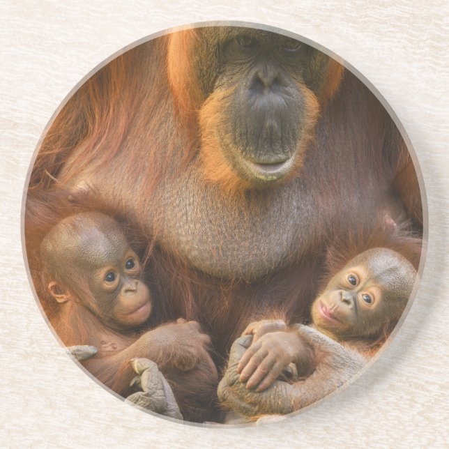 Orangutan Mor Holding Two Spädbarn Underlägg (Framsidan)
