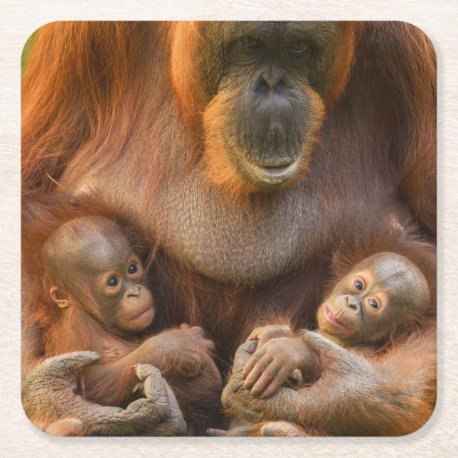 Orangutan Mor Holding Two Spädbarn Underlägg Papper Kvadrat (Framsidan)