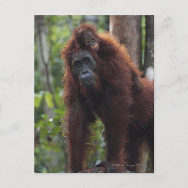 Orangutan Mor med Baby 2 Vykort (Framsida)