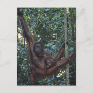 Orangutan Mor med Baby 4 Vykort