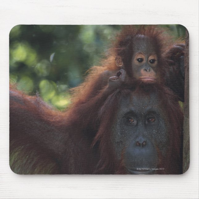 Orangutan Mor med Baby Musmatta (Framsidan)