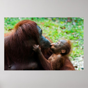 Orangutan Mor med Baby Poster