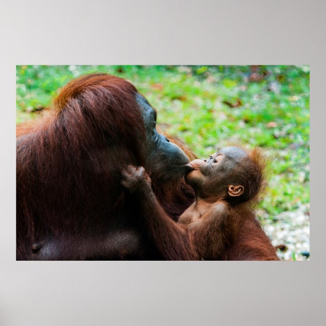 Orangutan Mor med Baby Poster (Framsidan)