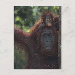 Orangutan Mor med Baby Vykort