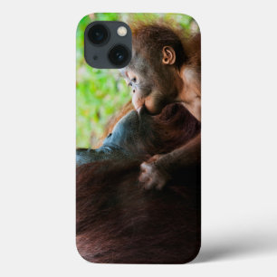 Orangutan mor och baby
