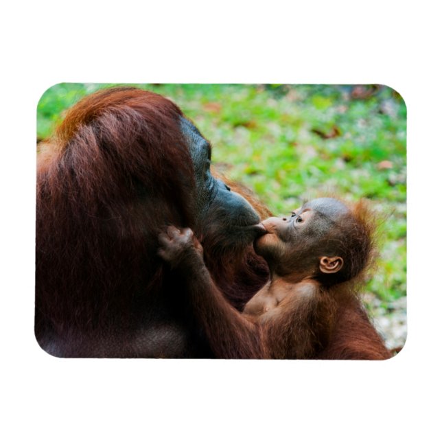Orangutan mor och baby magnet (Horisontell)