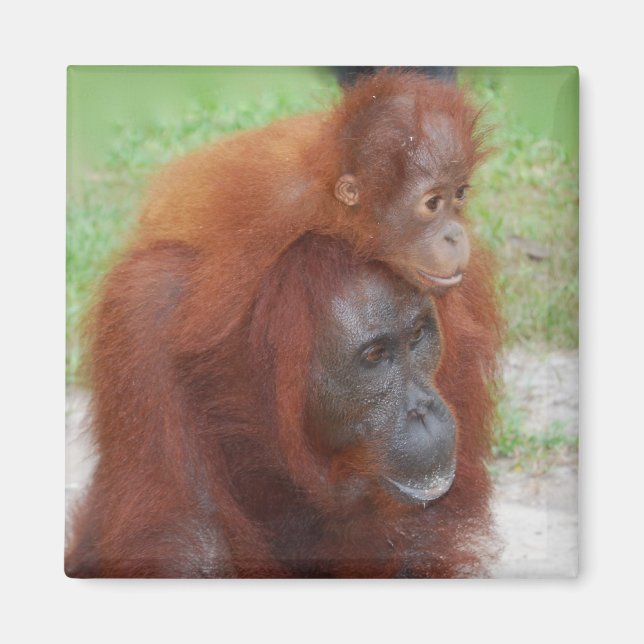 Orangutan Mor och Baby på ön Borneo Magnet (Framsidan)